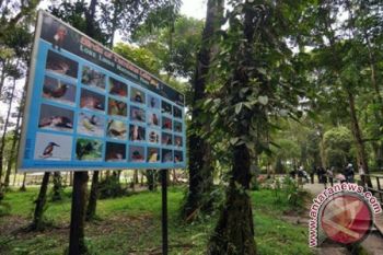 Wisatawan ke Tambing turun drastis