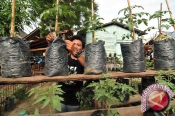 Temanggung Berencana Kembangkan Tanaman Panili 