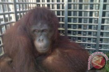 BOS: Orang utan bisa punah