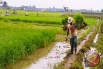 Pemkab Lombok Barat Bangun Infrastruktur Pertanian Rp5,9 Miliar 