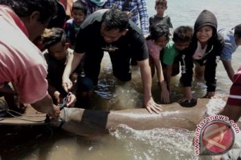 Ikan DuyungnTerdampar Di Tolitoli Dilepas