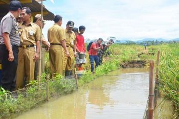 Minapadi-Bioflok Tingkatkan Pendapatan Rumah Tangga Miskin 