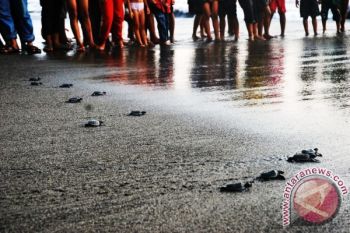 Lombok Barat Siap Jadi Pusat Informasi Penyu 