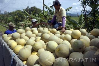 Harga Melon Turun