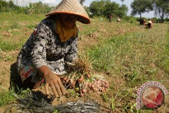 Hasil Panen Bawang Menurun