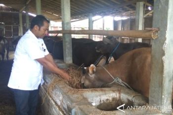 Pentingnya pakan ternak berkualitas tinggi sesuai standar nasional