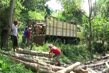 Polres Situbondo Gerebek Penimbunan Kayu Jati Diduga Ilegal (Video)