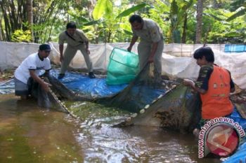 Kualitas Lingkungan Kondusif Untuk Budidaya 