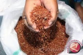 Beras Subsidi Laris Di Pameran Halo Sultra