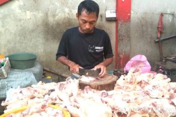 Harga Daging Ayam di Purwokerto masihTinggi 