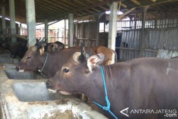 Peternak Banyumas Siap Dukung Program Sapi/Kerbau Induk Wajib Bunting 