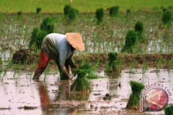 Pembangunan Pertanian di Perbatasan