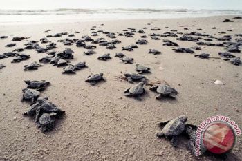 BKKPN Lepas 62 Ekor Tukik ke Laut 