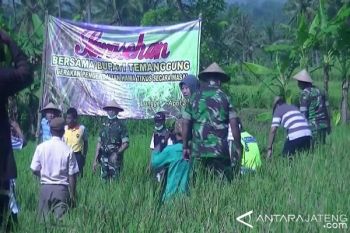 34 Hektare Tanaman Padi di Temanggung Diserang Tikus
