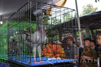 Kontes Merpati Hias