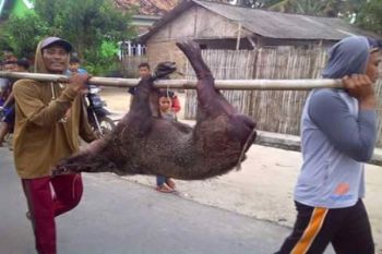 Korban Serangan Babi Hutan TNWK Harapkan Bantuan 