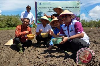 BI Papua serahkan satu ton bibit bawang