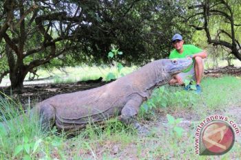 Komodo Jalannya Lambat Tapi Pariwisatanya Melesat