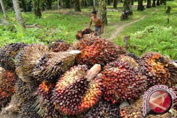 Harga minyak sawit mentah naik di Jambi