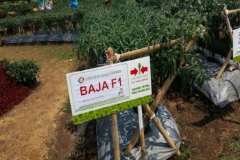 BRIN develops AI-based research to identify superior chili phenotypes