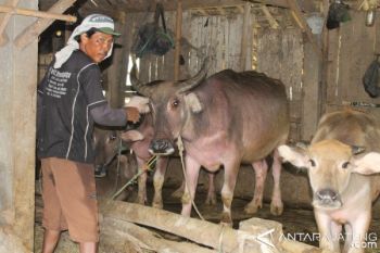 Kementan Tetapkan Kudus Lokasi Pengembangan Ternak Kerbau 