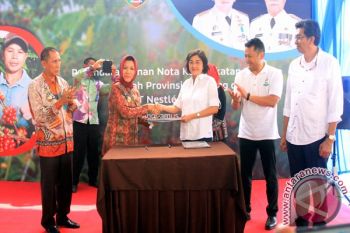 Pemprov Gandeng Nestle Remajakan Tanaman Kopi  