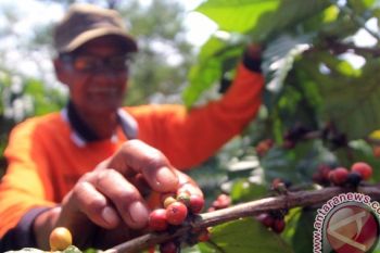 Harga Hasil Perkebunan Lampung Turun