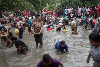 500 Kilogram Ikan Diperebutkan Dalam Gerebek Lele