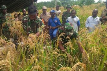 Babinsa Waropko dampingi petani panen padi