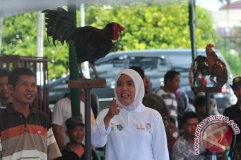 Kontes Ayam Ketawa di Palembang