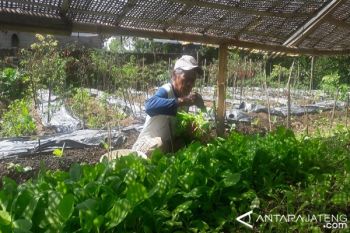 Penanaman Tembakau Lereng Sumbing Capai 70 Persen