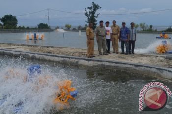 Tiga investor bangun tambak udang intensif di Sulteng, investasi sekitar Rp240 miliar