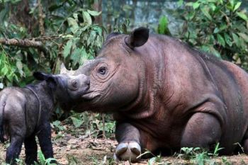 Badak Delilah Ultah Dapat Bibit Pohon Nangka