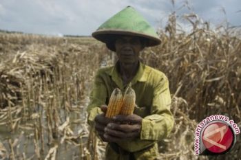 Petani di Pulau Adonara  Gagal Panen 