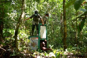 6 Orangutan Kembali Dilepas ke TNBBR 