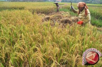 Legislator Apresiasi Pemkot Baubau Asuransikan Tanaman Petani