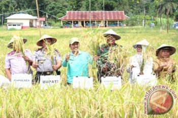 Bupati Pasaman Barat Panen Padi Serentak Semangati Petani Dua Kali Setahun