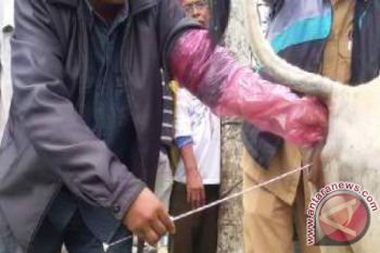Padang Targetkan Inseminasi Buatan 3.000 Ekor Sapi