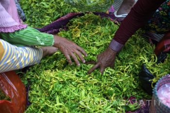 Harga Bunga Kenanga Naik
