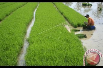 Pemprov Sultra beri bantuan benih sawah puso