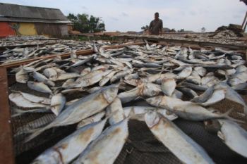 Harga Garam Naik Mulai Dikeluhkan para Perajin Ikan Asin