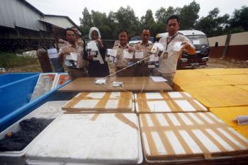 KSKP Gagalkan Pengiriman 65.000 Bibit Lobster  