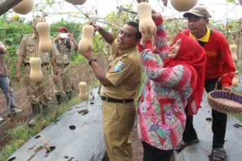 Petani Purbalingga Kembangkan Agrowisata Labu Madu