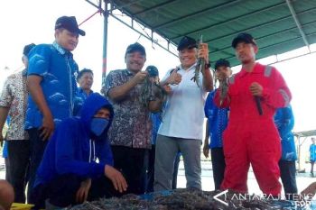  BBPBAP Jepara Miliki "Naupli Center" Udang Vaname 