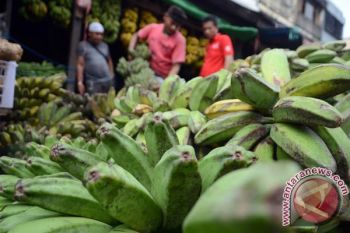 Ramadan Harga Pisang Di Makassar Naik