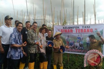 TPID Panen Raya Tomat Sayur di Langowan