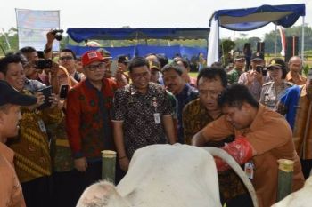 Akademisi: Penyakit Reproduksi Sapi Tantangan Upsus Siwab 