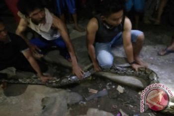 Ular Sepanjang 4 Meter Usik Sahur Warga Padang 