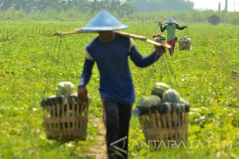 Panen Buah Blewah