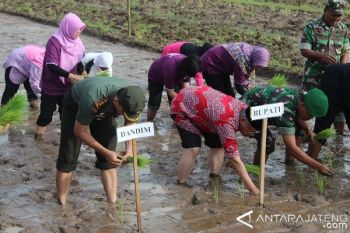Bupati: Pemilihan Benih Padi Disesuaikan Kondisi Daerah